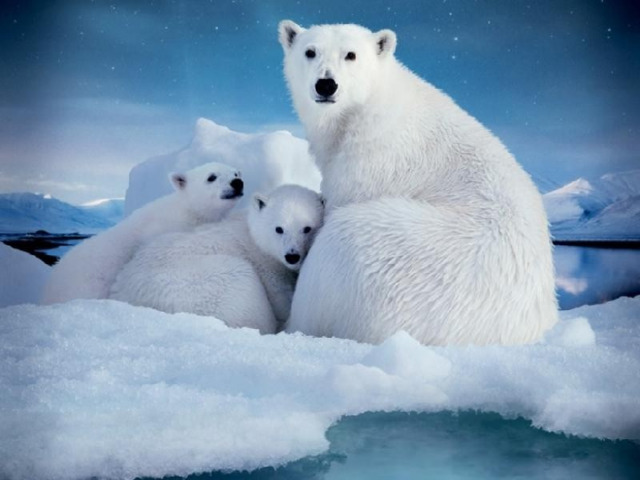 Полярный медведь   – один из самых крупных хищников на Земле. Белые медведи имеют рацион, который почти полностью состоит из кольчатых нерп и тюленей. Они также иногда едят выброшенные на берег туши китов, моржей, и птичьи яйца. Медвежата рождаются в самый разгар зимы, размером с кошку. 