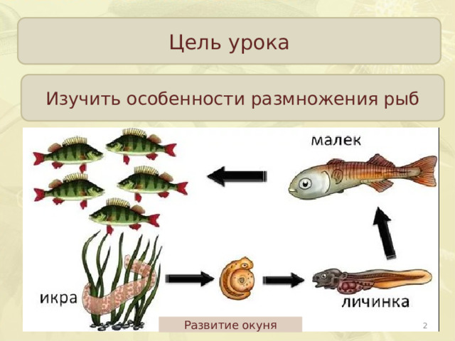 План ответа о разведении рыб