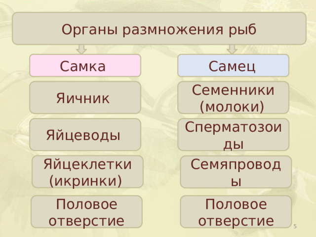Органы размножения рыб Самка  Самец  Яичник Семенники (молоки)  Яйцеводы Сперматозоиды Яйцеклетки (икринки) Семяпроводы Половое отверстие Половое отверстие  