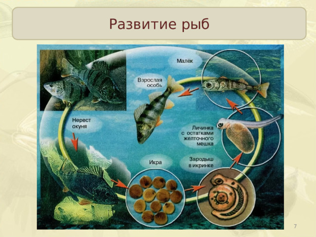 Развитие рыб  
