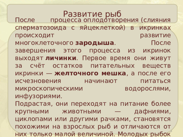 Развитие рыб После процесса оплодотворения (слияния сперматозоида с яйцеклеткой) в икринках происходит развитие многоклеточного  зародыша . После завершения этого процесса из икринок выходят  личинки . Первое время они живут за счёт остатков питательных веществ икринки —  желточного мешка , а после его исчезновения начинают питаться микроскопическими водорослями, инфузориями. Подрастая, они переходят на питание более крупными животными — дафниями, циклопами или другими рачками, становятся похожими на взрослых рыб и отличаются от них только малой величиной. Молодых рыбок называют  мальками .  