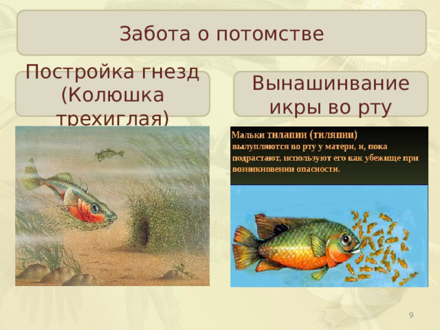 Забота о потомстве Постройка гнезд (Колюшка трехиглая) Вынашинвание икры во рту  