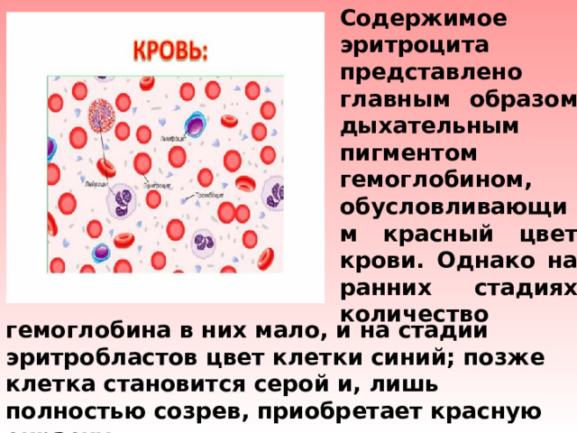 Содержимое эритроцита представлено главным образом дыхательным пигментом гемоглобином, обусловливающим красный цвет крови. Однако на ранних стадиях количество гемоглобина в них мало, и на стадии эритробластов цвет клетки синий; позже клетка становится серой и, лишь полностью созрев, приобретает красную окраску. 
