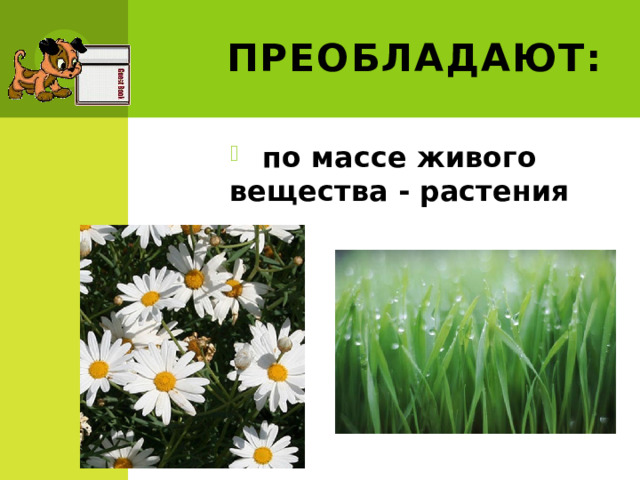 Преобладают: по массе живого вещества - растения 