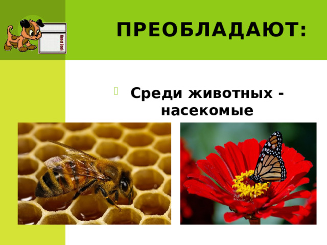 Преобладают: Среди животных - насекомые 