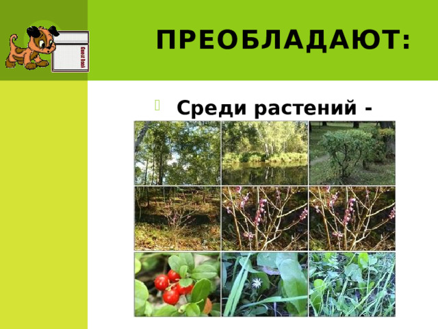 Преобладают: Среди растений - покрытосеменные 