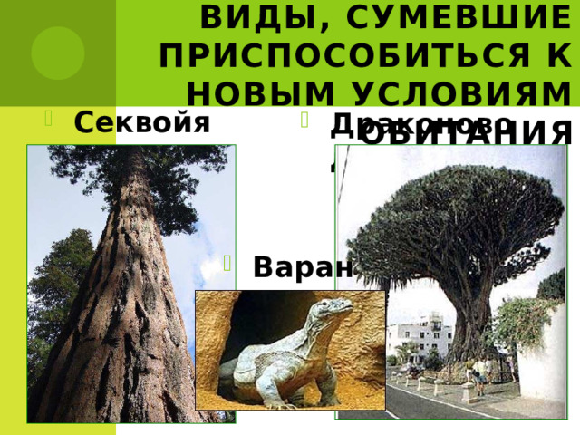 Реликты - древние виды, сумевшие приспособиться к новым условиям обитания Секвойя Драконово дерево Варан 