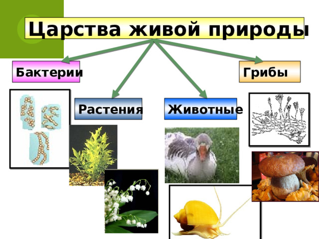 Царства живой природы Бактерии Грибы Растения Животные 