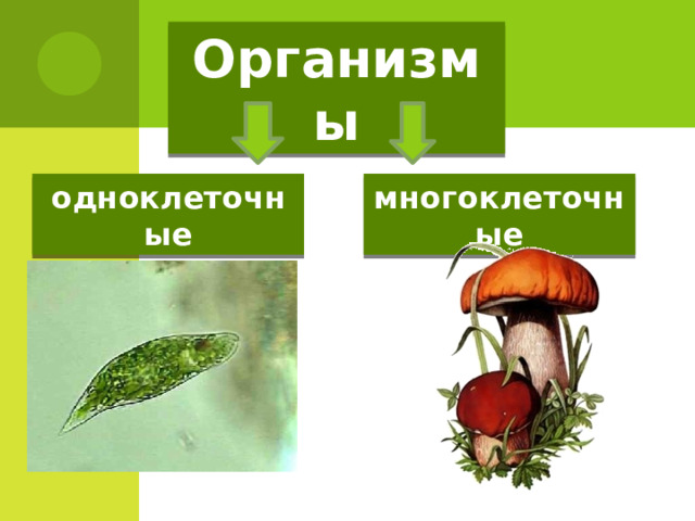 Организмы одноклеточные многоклеточные 
