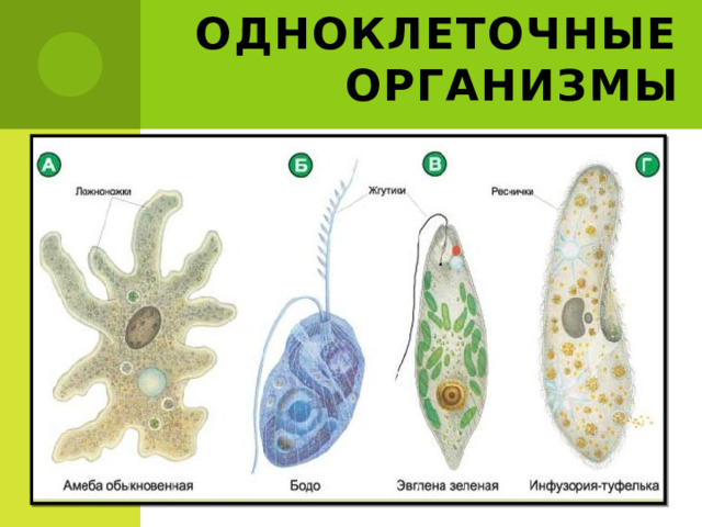 Одноклеточные организмы 