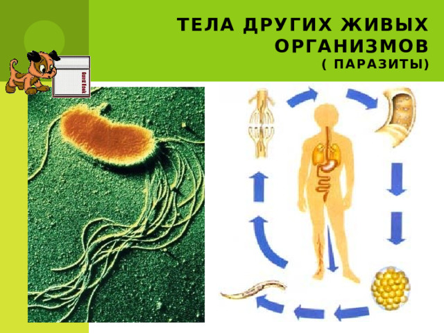Тела других живых организмов  ( паразиты) 