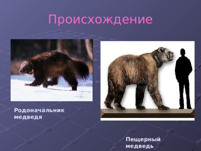 Происхождение Родоначальник медведя Пещерный медведь 