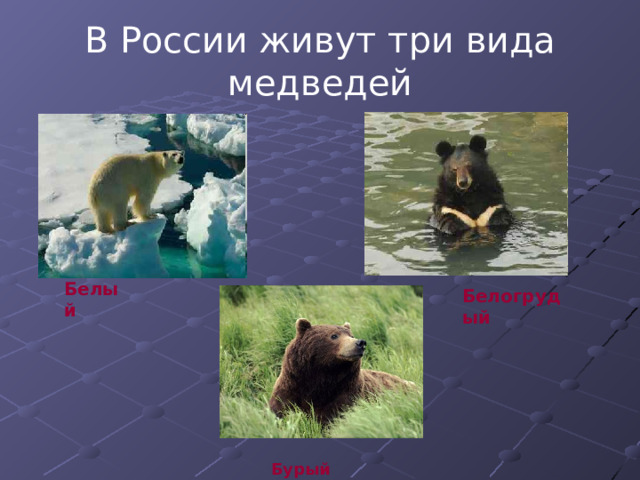 В России живут три вида медведей Белый Белогрудый  Бурый 