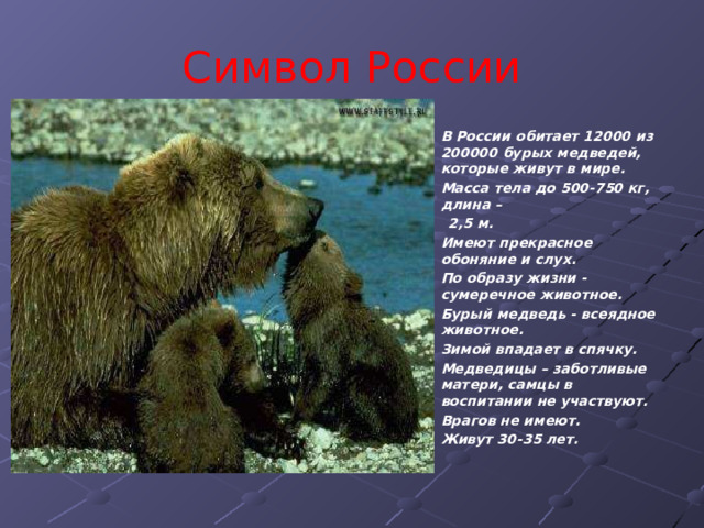 Символ России В России обитает 12000 из 200000 бурых медведей, которые живут в мире. Масса тела до 500-750 кг, длина –  2,5 м. Имеют прекрасное обоняние и слух. По образу жизни - сумеречное животное. Бурый медведь - всеядное животное. Зимой впадает в спячку. Медведицы – заботливые матери, самцы в воспитании не участвуют. Врагов не имеют. Живут 30-35 лет. 