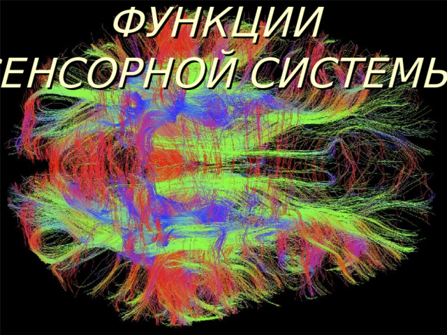  ФУНКЦИИ СЕНСОРНОЙ СИСТЕМЫ 