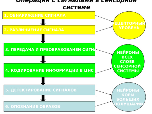 Операции с сигналами в сенсорной системе РЕЦЕПТОРНЫЙ УРОВЕНЬ 1. ОБНАРУЖЕНИЕ СИГНАЛА 2. РАЗЛИЧИЕНИЕ СИГНАЛА 3. ПЕРЕДАЧА И ПРЕОБРАЗОВАНЕИ СИГНАЛА НЕЙРОНЫ ВСЕХ СЛОЕВ СЕНСОРНОЙ СИСТЕМЫ 4. КОДИРОВАНИЕ ИНФОРМАЦИИ В ЦНС НЕЙРОНЫ КОРЫ БОЛЬШИХ ПОЛУШАРИЙ 5. ДЕТЕКТИРОВАНИЕ СИГНАЛОВ 6. ОПОЗНАНИЕ ОБРАЗОВ 