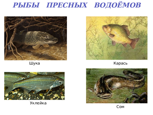 Рыбы пресных водоемов. Рыба в пресной воде Новосибирской области маленькая рыбка уклейка.