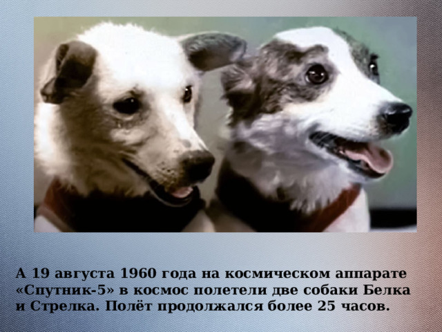 А 19 августа 1960 года на космическом аппарате «Спутник-5» в космос полетели две собаки Белка и Стрелка. Полёт продолжался более 25 часов. 