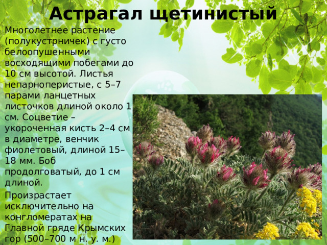 Астрагал щетинистый Многолетнее растение (полукустрничек) с густо белоопушенными восходящими побегами до 10 см высотой. Листья непарноперистые, с 5–7 парами ланцетных листочков длиной около 1 см. Соцветие – укороченная кисть 2–4 см в диаметре, венчик фиолетовый, длиной 15–18 мм. Боб продолговатый, до 1 см длиной. Произрастает исключительно на конгломератах на Главной гряде Крымских гор (500–700 м н. у. м.) среди разреженной растительности. Численность популяций колеблется в зависимости от условий года. Цветет в мае – начале июня, плодоносит в июне. 