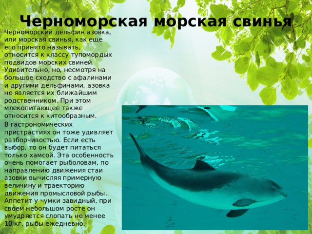 Черноморская морская свинья Черноморский дельфин азовка, или морская свинья, как еще его принято называть, относится к классу тупомордых подвидов морских свиней. Удивительно, но, несмотря на большое сходство с афалинами и другими дельфинами, азовка не является их ближайшим родственником. При этом млекопитающее также относится к китообразным. В гастрономических пристрастиях он тоже удивляет разборчивостью. Если есть выбор, то он будет питаться только хамсой. Эта особенность очень помогает рыболовам, по направлению движения стаи азовки вычисляя примерную величину и траекторию движения промысловой рыбы. Аппетит у чумки завидный, при своем небольшом росте он умудряется слопать не менее 10 кг. рыбы ежедневно. 