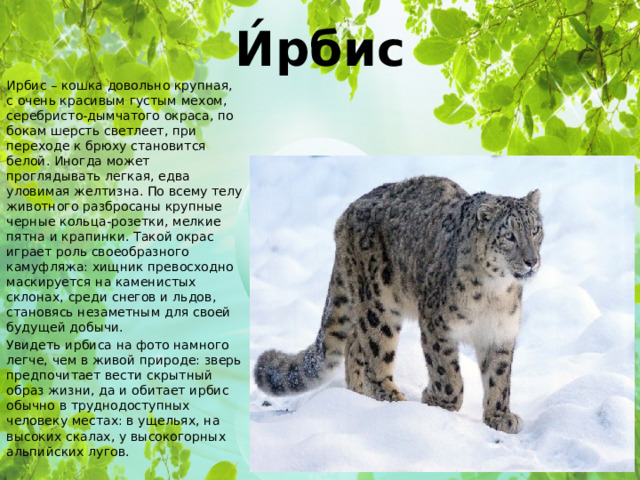 И́рбис Ирбис – кошка довольно крупная, с очень красивым густым мехом, серебристо-дымчатого окраса, по бокам шерсть светлеет, при переходе к брюху становится белой. Иногда может проглядывать легкая, едва уловимая желтизна. По всему телу животного разбросаны крупные черные кольца-розетки, мелкие пятна и крапинки. Такой окрас играет роль своеобразного камуфляжа: хищник превосходно маскируется на каменистых склонах, среди снегов и льдов, становясь незаметным для своей будущей добычи. Увидеть ирбиса на фото намного легче, чем в живой природе: зверь предпочитает вести скрытный образ жизни, да и обитает ирбис обычно в труднодоступных человеку местах: в ущельях, на высоких скалах, у высокогорных альпийских лугов. 
