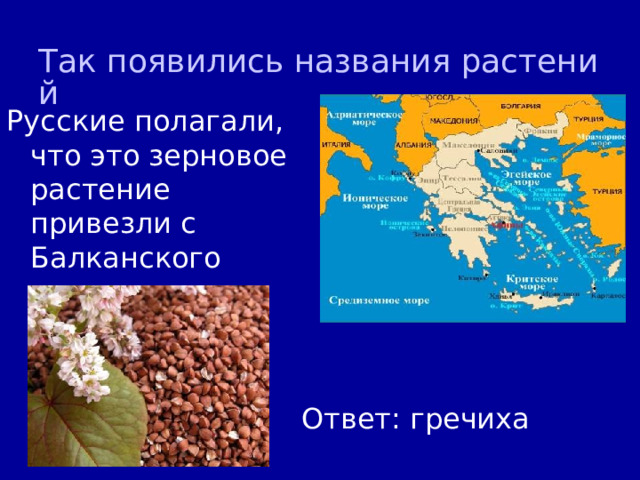 Так появились названия растений Русские полагали, что это зерновое растение привезли с Балканского полуострова Ответ: гречиха 