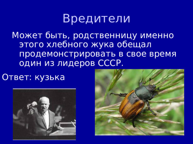 Вредители Может быть, родственницу именно этого хлебного жука обещал продемонстрировать в свое время один из лидеров СССР. Ответ: кузька 