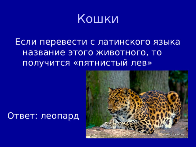 Кошки Если перевести с латинского языка название этого животного, то получится «пятнистый лев» Ответ: леопард 