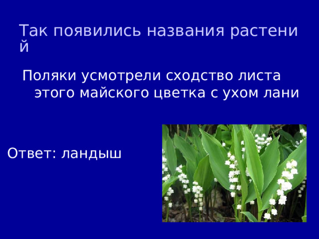 Так появились названия растений Поляки усмотрели сходство листа этого майского цветка с ухом лани Ответ: ландыш 