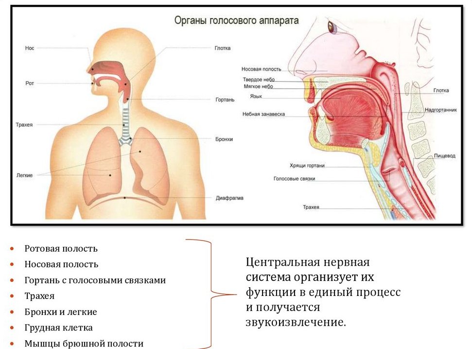 Какие ткани обеспечивают жесткость стенок дыхательных путей трахеи гортани