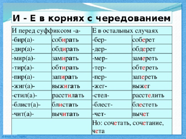 Зал зол корень с чередованием