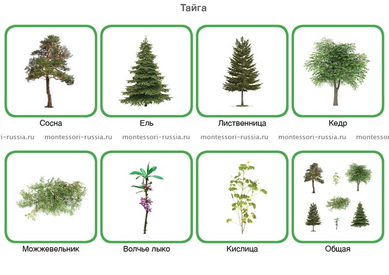 Рисунок растения тайги. Растения тайги рисунок. Приспособление растений в тайге. Растения тайги раскраска.