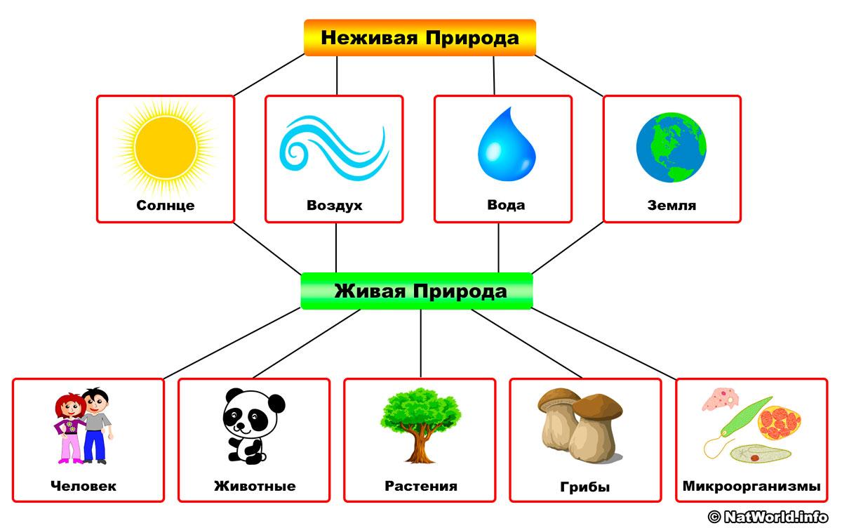 Невероятный Мир Растений