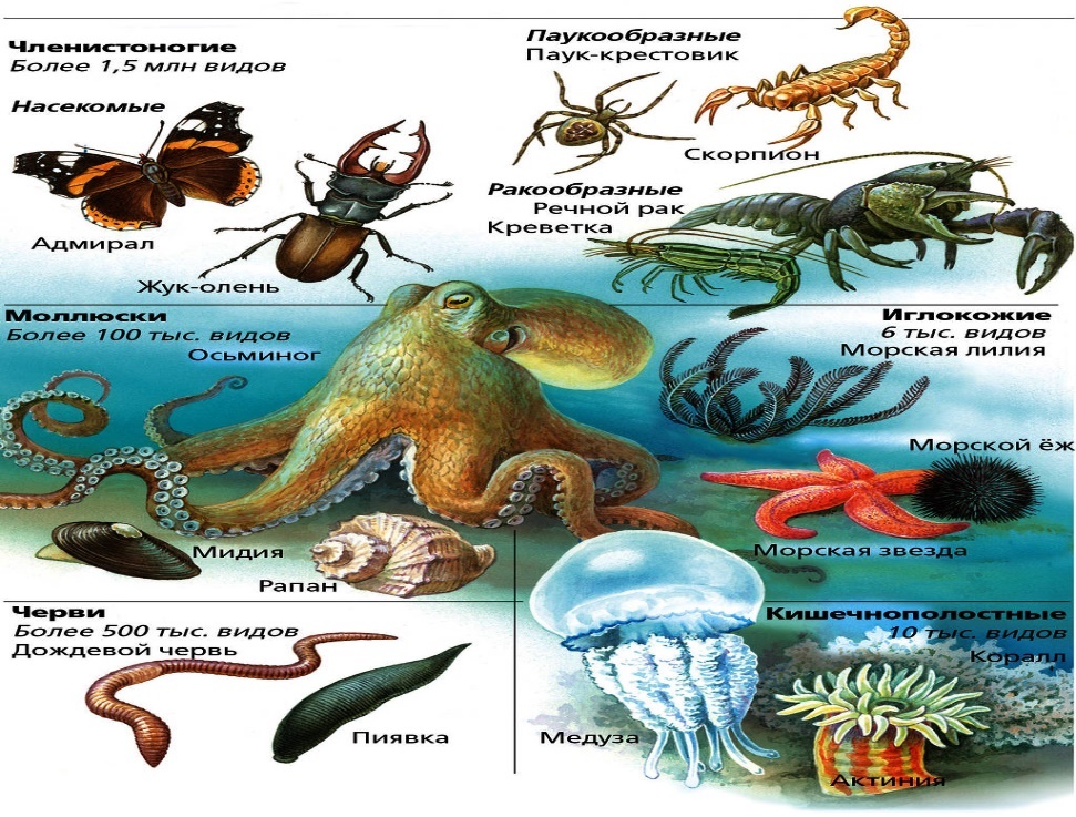Беспозвоночные животные 7 класс