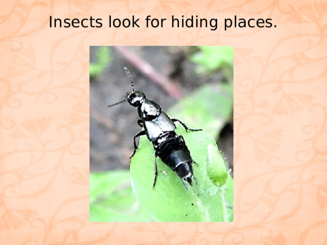 Insects look for hiding places.   