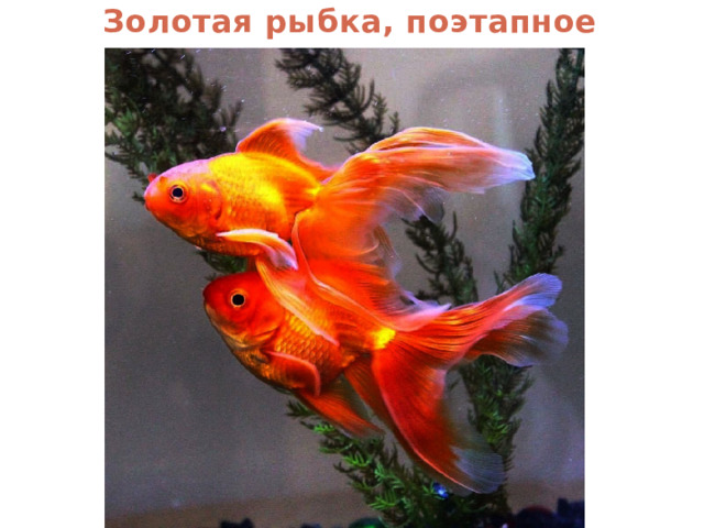 Золотая рыбка, поэтапное рисование 