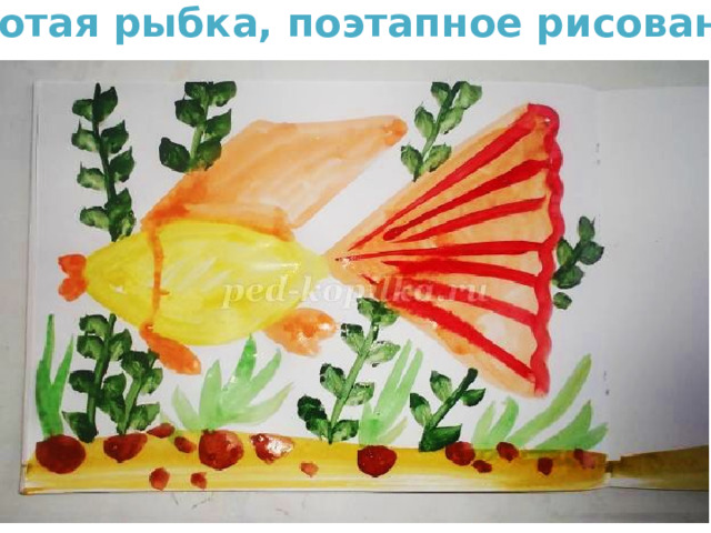 Золотая рыбка, поэтапное рисование  