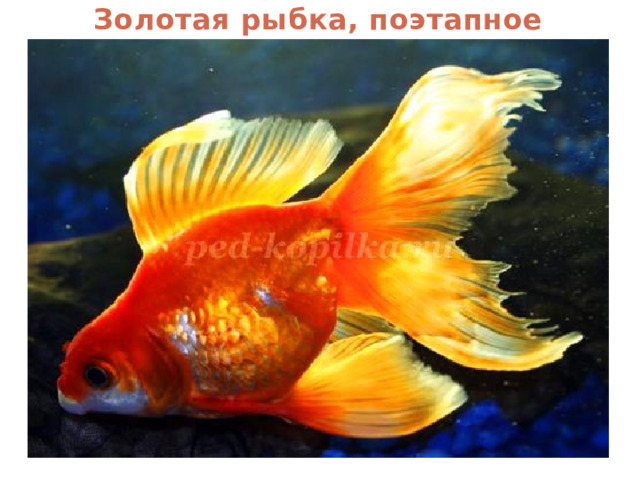 Золотая рыбка, поэтапное рисование 