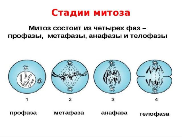 Размножение клетки жизненный цикл. Схема митоза биология. Стадии размножения митоз. Биологическое значение митоза схема. Схема митоза и его фазы.