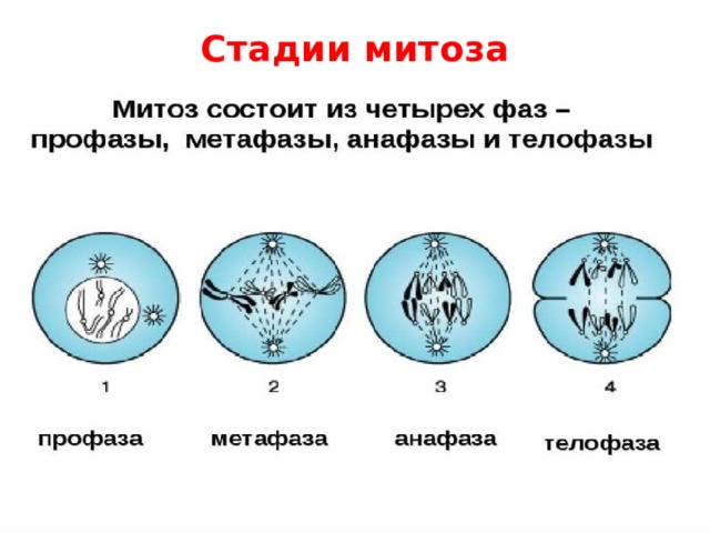 Размножение клетки жизненный цикл