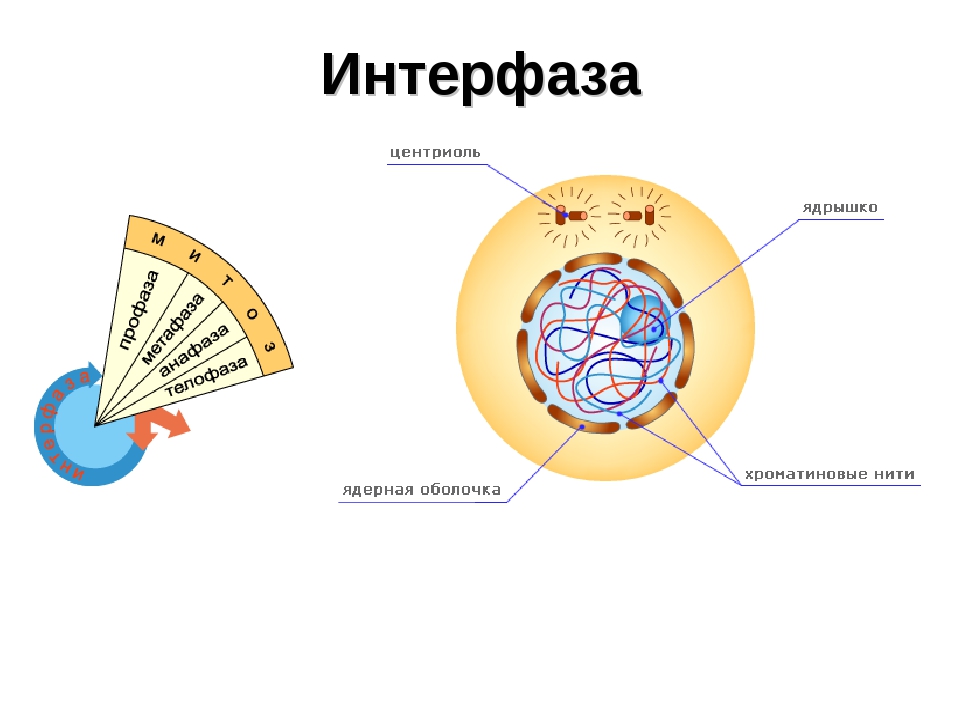 Фаза подготовки клетки к делению. Интерфаза 1 этап. Интерфаза мейоза схема. Интерфаза и фазы митоза рисунок. Схема строения ядра клетки в пресинтетический период интерфазы.