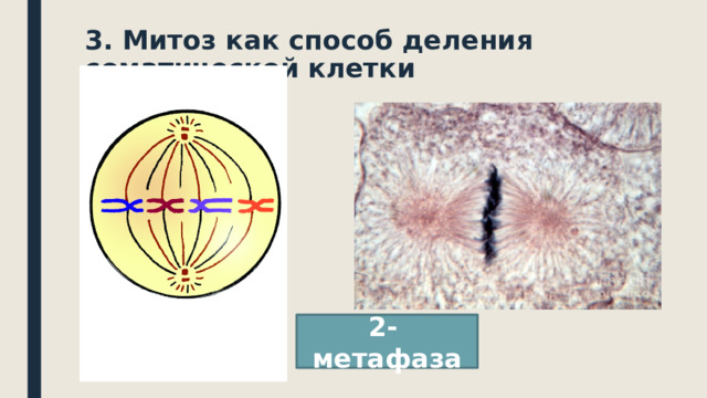 3. Митоз как способ деления соматической клетки 2- метафаза 