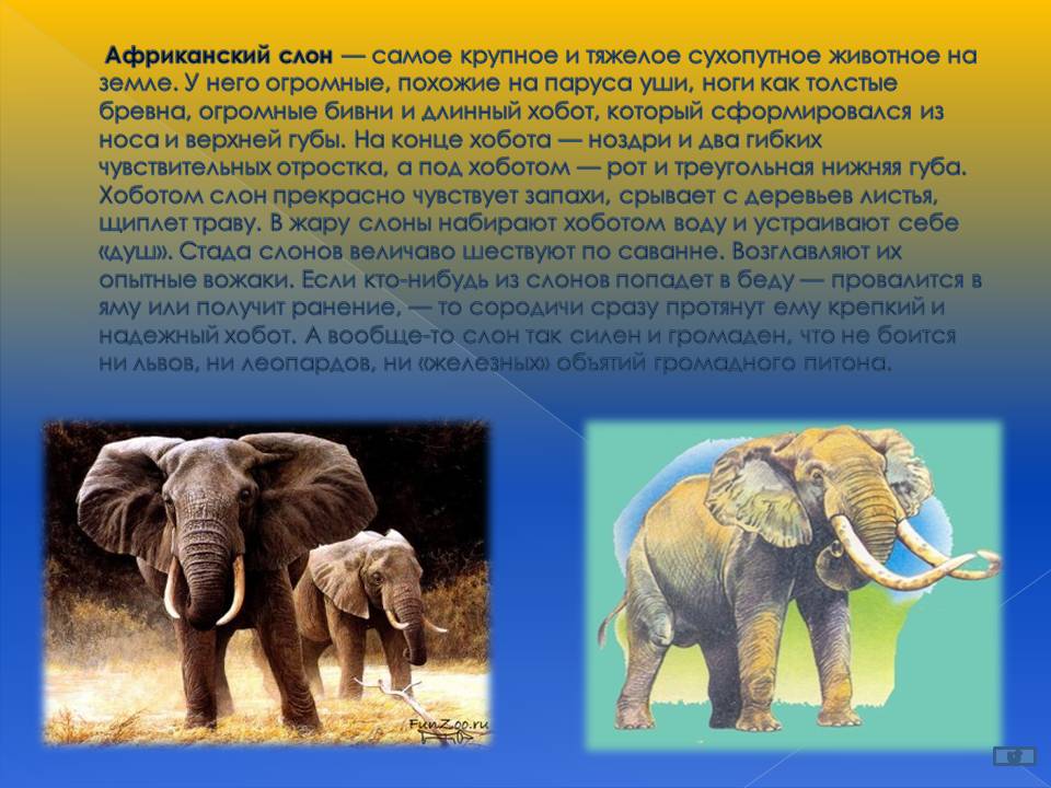 Слоновые истории. Описание слона. Рассказ о слонах. Сообщение о слоне. Рассказать про слона.