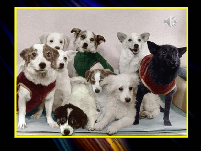 За весь период экспериментов, с июля 1951 по сентябрь 1960 года, погибло восемнадцать собак. За 9 лет было совершено 29 запусков. 15 собак совершили по два и более полетов. Всего в становлении космонавтики принимало участие более 30 собак.    