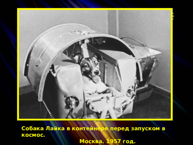 Собака Лайка в контейнере перед запуском в космос.  Москва. 1957 год. 