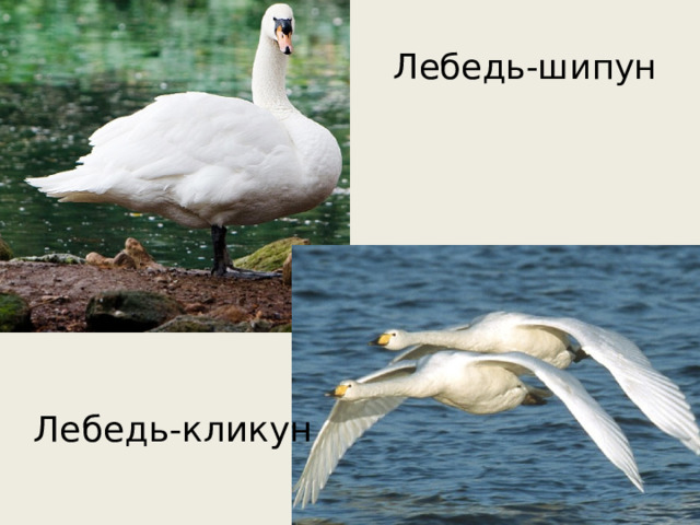 Лебедь-шипун Лебедь-кликун 