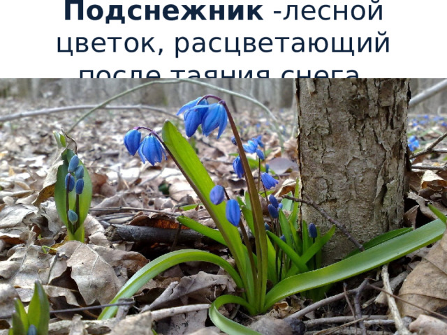 Подснежник -лесной цветок, расцветающий после таяния снега. 
