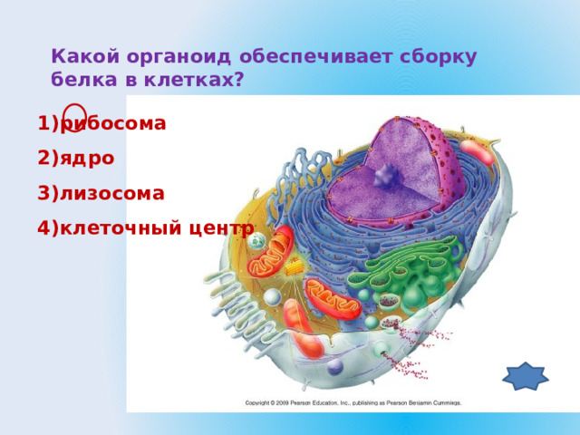 Какой органоид обеспечивает сборку белка в клетках? 1)рибосома 2)ядро 3)лизосома 4)клеточный центр 