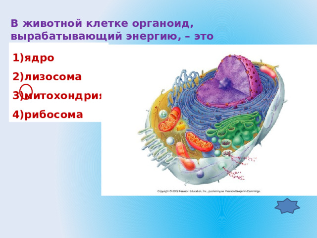 В животной клетке органоид, вырабатывающий энергию, – это 1)ядро 2)лизосома 3)митохондрия 4)рибосома 