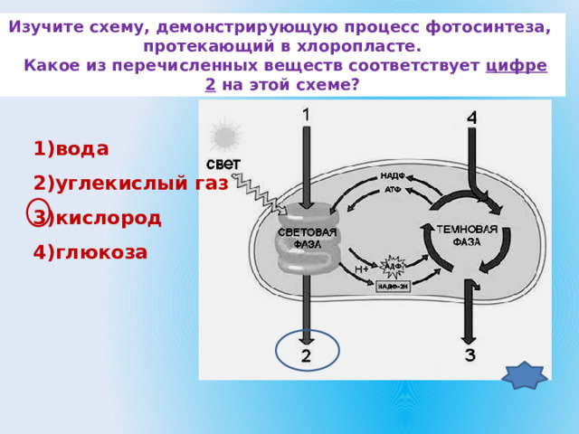 Изучите схему, демонстрирующую процесс фотосинтеза, протекающий в хлоропласте.  Какое из перечисленных веществ соответствует цифре 2  на этой схеме? 1)вода 2)углекислый газ 3)кислород 4)глюкоза 